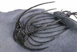 Double Heliopeltis Trilobite Specimen - Very Rare, Spiny Species #359155-7